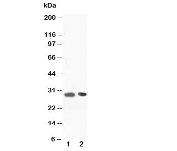 BOB-1 Antibody