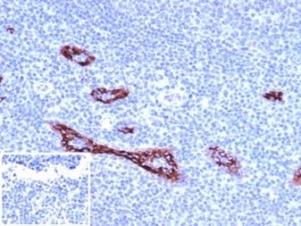 IHC staining of FFPE human tonsil tissue with von Willebrand Factor antibody (clone VWF/4106). Negat