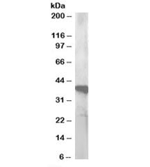 Western blot testing of human lymph node lysate with GIPC3 antibody at 0.5ug/ml. Predicted molecular