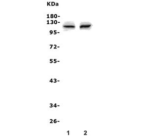 Pms2 Antibody / Pms1 homolog 2