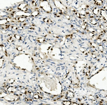 NOVA2 Antibody