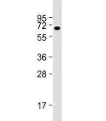 BANP Antibody