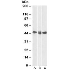 CD27 Antibody