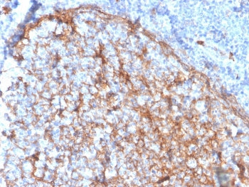 CD11b Antibody / MAC-1