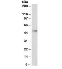 HDAC3 Antibody