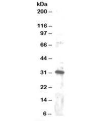 DKK4 Antibody