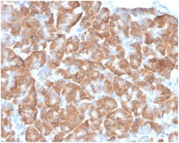 IHC staining of FFPE human pancreas with 40S Ribosomal protein SA antibody (clone RPSA/6332R). HIER: