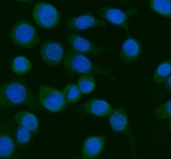 AGO1 Antibody / Argonaute 1