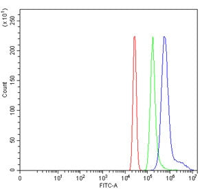 Vaccinia-related kinase 2 Antibody / VRK2