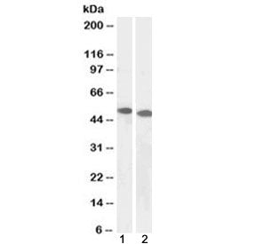 DPF2 Antibody