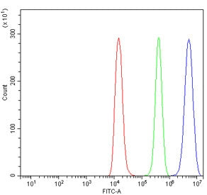 CIITA Antibody