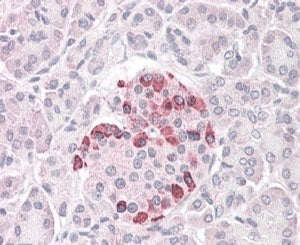 IHC testing of FFPE human pancreas with SOCS4 antibody at 4ug/ml. HIER: steamed with pH6 citrate buf