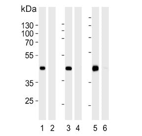 STEA2 Antibody