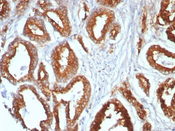 LAMP1 Antibody / CD107A