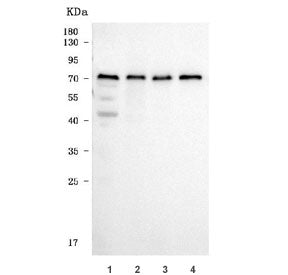tPA Antibody