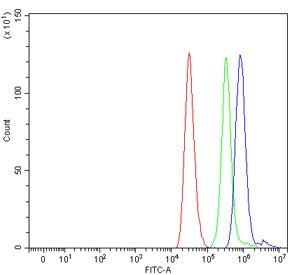 TAF1 Antibody