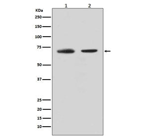 CDC40 Antibody
