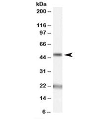 Acylglycerol kinase Antibody