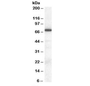 ELF1 Antibody