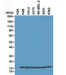 Histone H2B Antibody