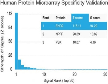 NSE Antibody / Neuron Specific Enolase