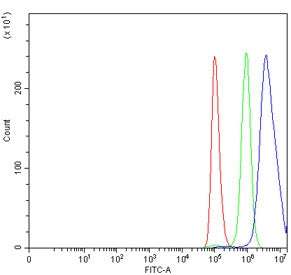 EED Antibody / Embryonic ectoderm development protein