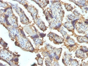 IHC testing of FFPE human placenta with Galectin 13 antibody (clone PP13/1162). Required HIER: boil