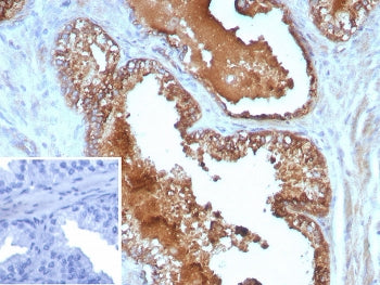 IL-10 Antibody