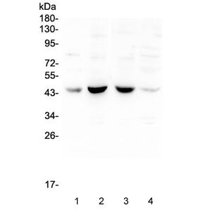 BRN3A Antibody