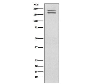 c-Ret Antibody