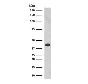 Western blot testing of human K562 cell lysate with Glycophorin A antibody (clone SGPA35). Expected