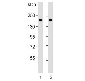 CFH Antibody / Complement factor H