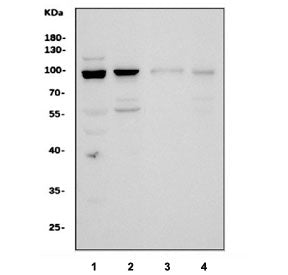 Western blot testing of 1) rat brain, 2) rat stomach, 3) mouse brain and 4) mouse stomach tissue lys