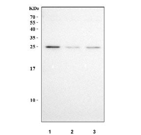 NQO2 Antibody