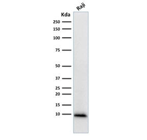 Ubiquitin Antibody