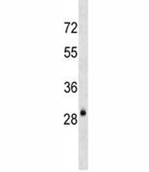 AQP3 antibody western blot analysis in mouse kidney tissue lysate