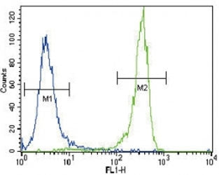 FGFR2 Antibody