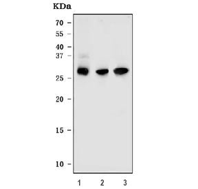 DARPP-32 Antibody