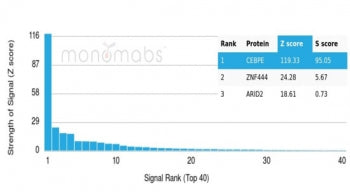 C/EBP epsilon Antibody / CEBPE