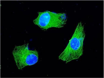 KChIP2 Antibody