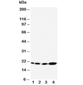 Caveolin-2 Antibody