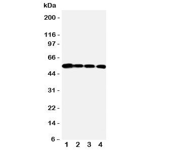 MMP24 Antibody