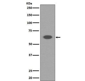 Western blot testing of human K562 cell lysate with AIFM1 antibody. Predicted molecular weight ~67 k