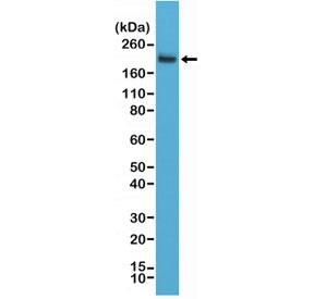 CD45 Antibody / C-Terminal