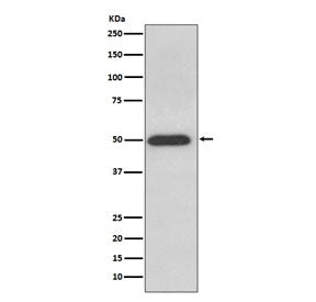 ATP5B Antibody