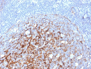 CD21 Antibody