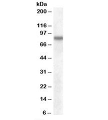 SCARB2 Antibody