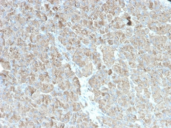 IHC testing of human pancreas with recombinant CELA3B antibody (clone rCELA3B/1811). Required HIER: