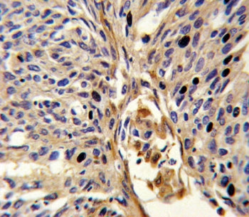 APEX2 Antibody
