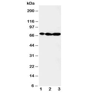 MEKK2 Antibody